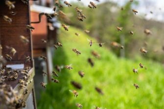 L'importance des abeilles